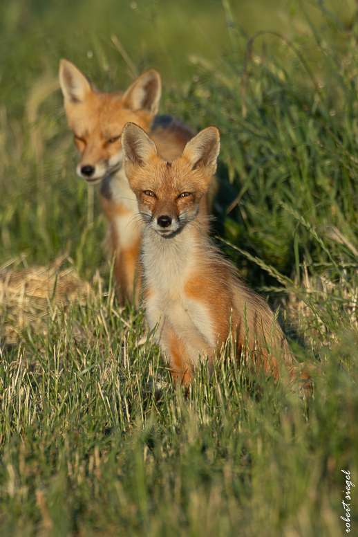 red fox